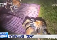 全家人正在烧烤，突然有50多只大螃蟹围了过来，不肯吃！