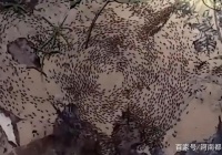 慎入！泰国徒步者在种植园拍摄了罕见的蚂蚁死亡漩涡
