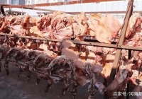大家庭！江苏淮安一户人家，腌了四千个猪头，挂满院子，价值八十多万。