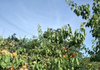 三十多亩黄杏完善沒有销售市场，郑州种植户：完全免费吃，随意摘！